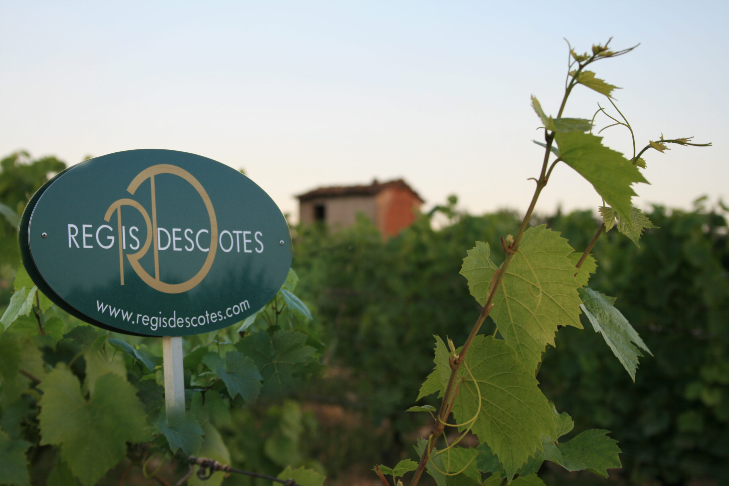 PHOTO-VIGNE-ET-PANNEAU-scaled