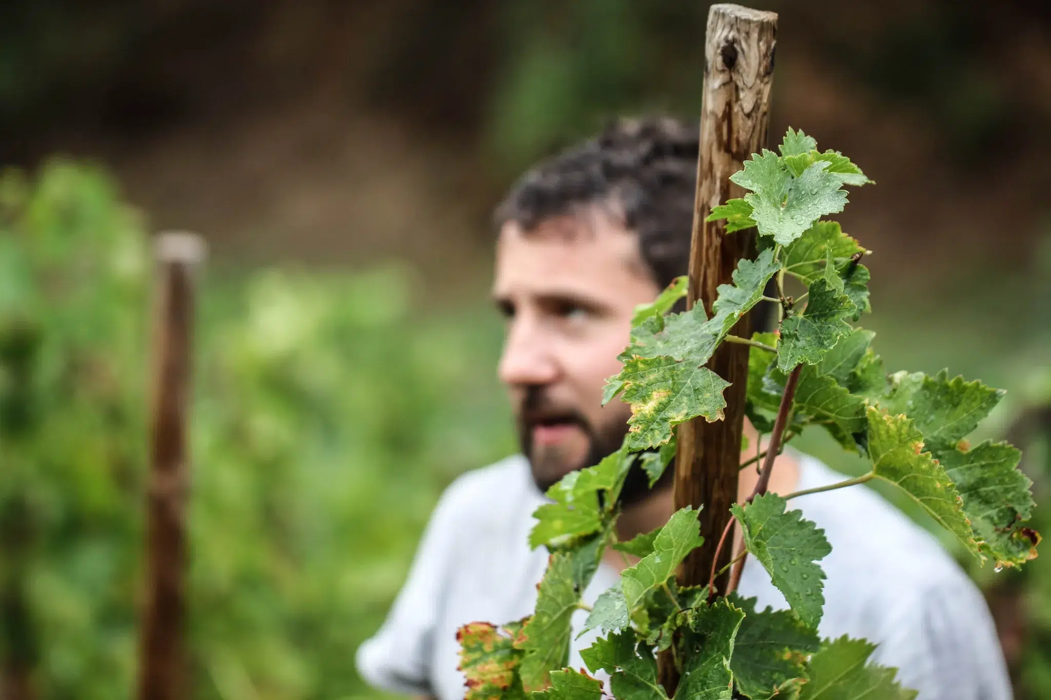 domaine-du-geant-28-scaled